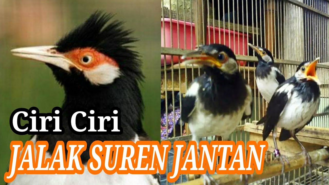 Detail Ciri Jalak Suren Jantan Nomer 6