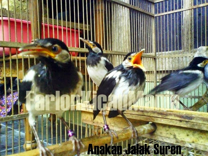 Detail Ciri Jalak Suren Jantan Yang Bagus Nomer 21