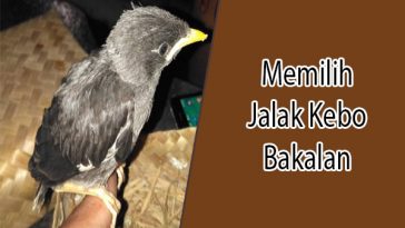 Detail Ciri Jalak Suren Jantan Yang Bagus Nomer 49