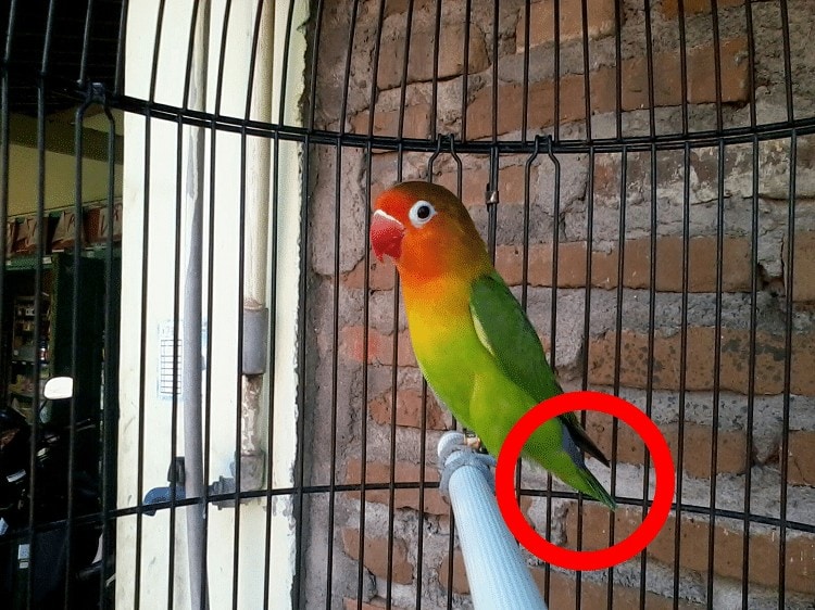 Detail Ciri Lovebird Bagus Nomer 2