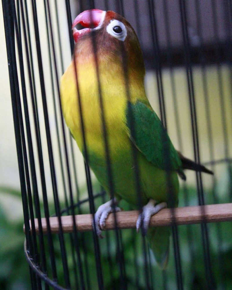 Detail Ciri Lovebird Bagus Nomer 14