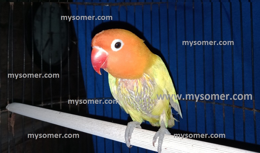 Detail Ciri Lovebird Bagus Nomer 17