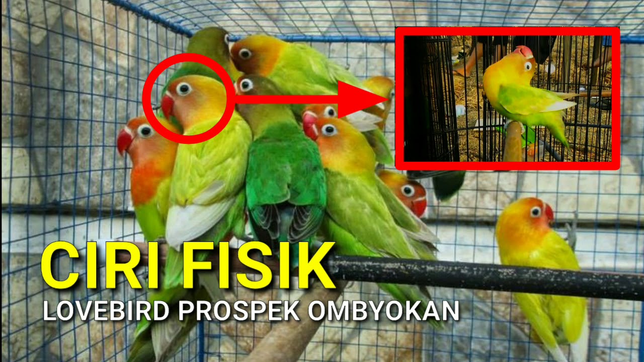 Detail Ciri Lovebird Bagus Nomer 31