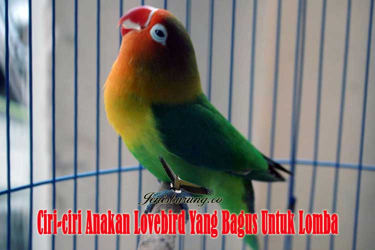 Detail Ciri Lovebird Bagus Nomer 7