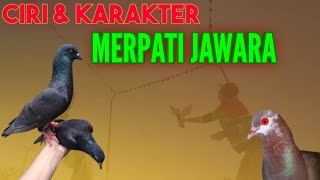 Detail Ciri Merpati Tinggian Juara Nomer 21