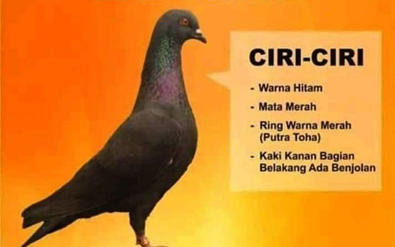 Detail Ciri Merpati Yang Bagus Nomer 24