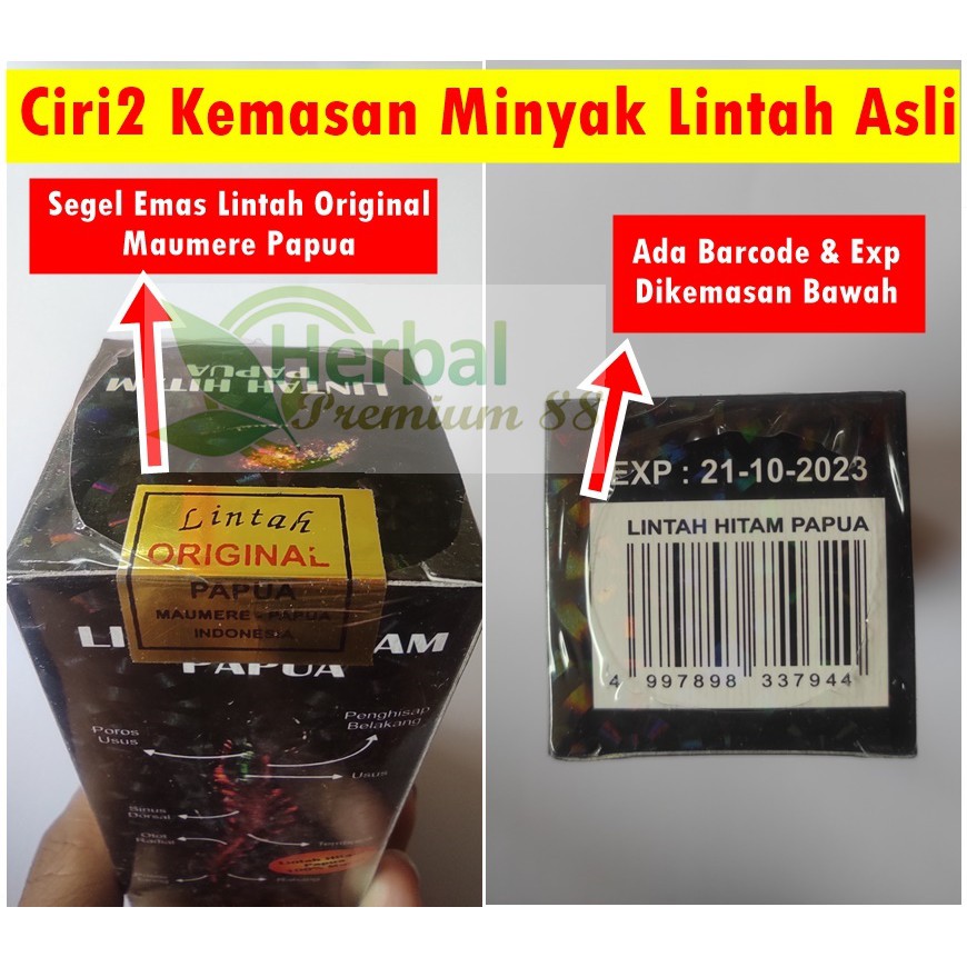 Detail Ciri Minyak Lintah Asli Nomer 11
