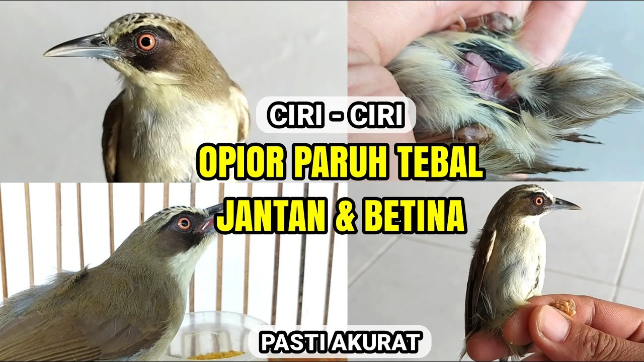 Detail Ciri Opior Jawa Jantan Dan Betina Nomer 34