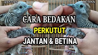 Detail Ciri Perkutut Jantan Dan Betina Nomer 3