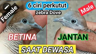 Detail Ciri Perkutut Jantan Dan Betina Nomer 5