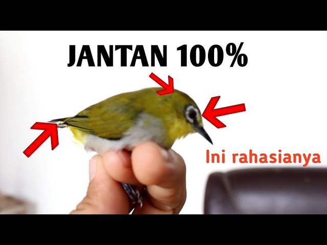 Detail Ciri Pleci Jantan Muda Nomer 4