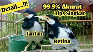 Detail Ciri2 Jalak Suren Jantan Nomer 25