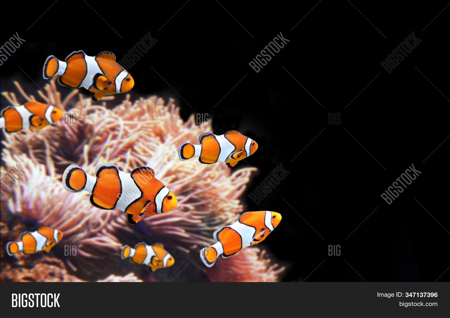 Detail Clown Fish Template Nomer 43