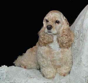 Detail Cocker Spaniel Inggris Nomer 9