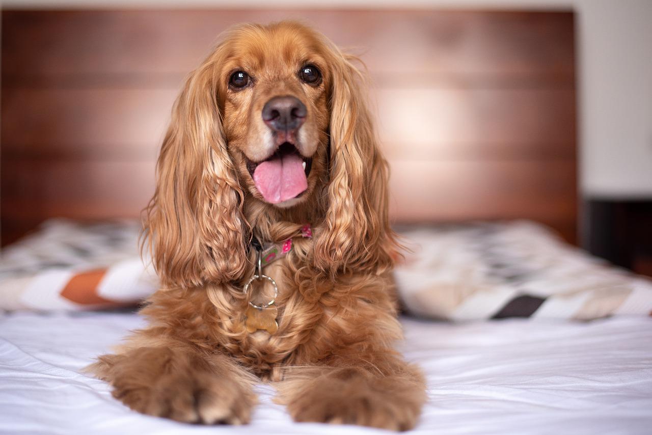 Detail Cocker Spaniel Inggris Nomer 15