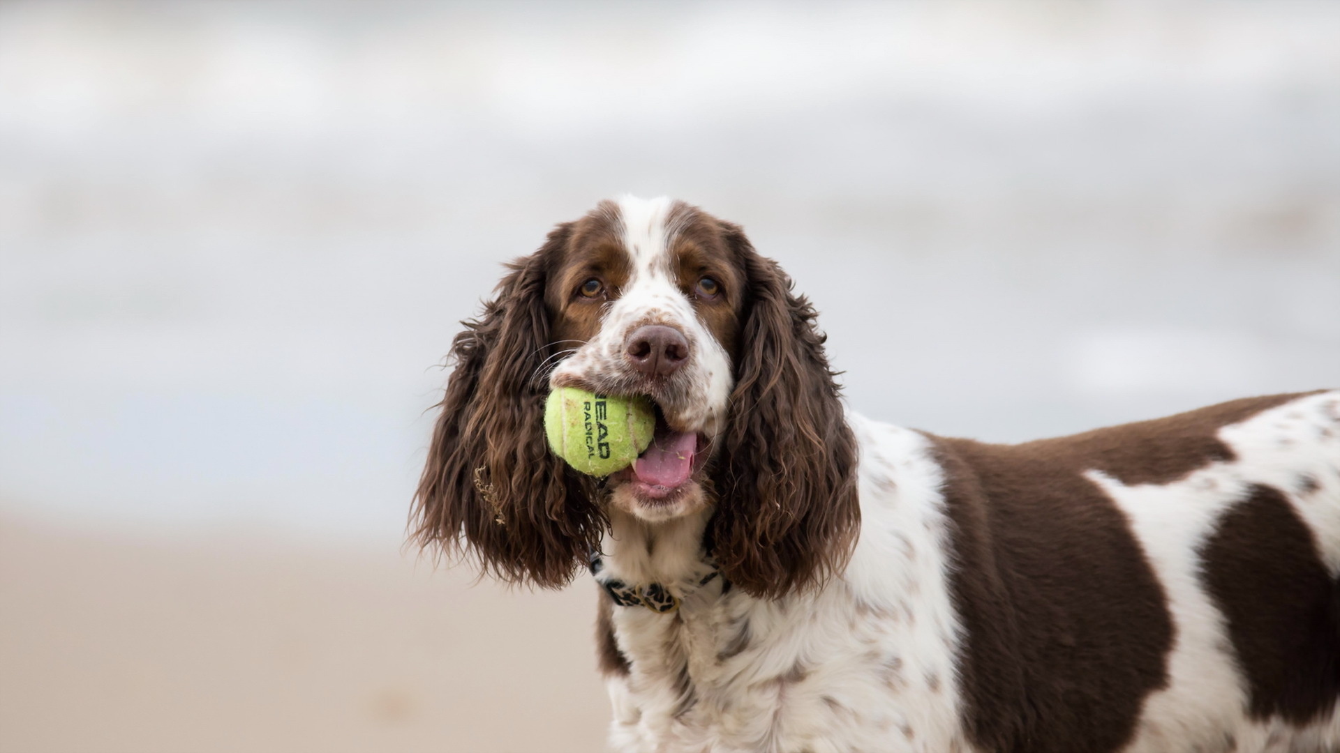 Detail Cocker Spaniel Inggris Nomer 18