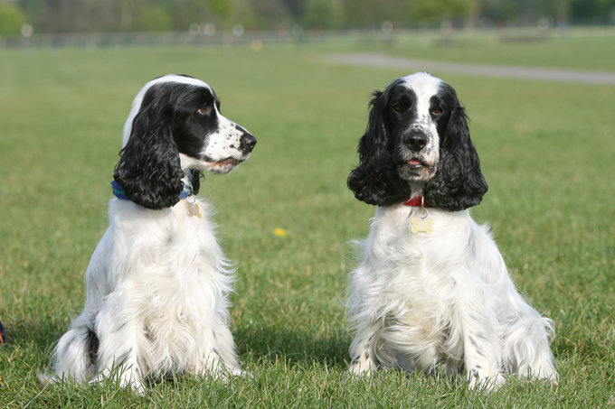 Detail Cocker Spaniel Inggris Nomer 23