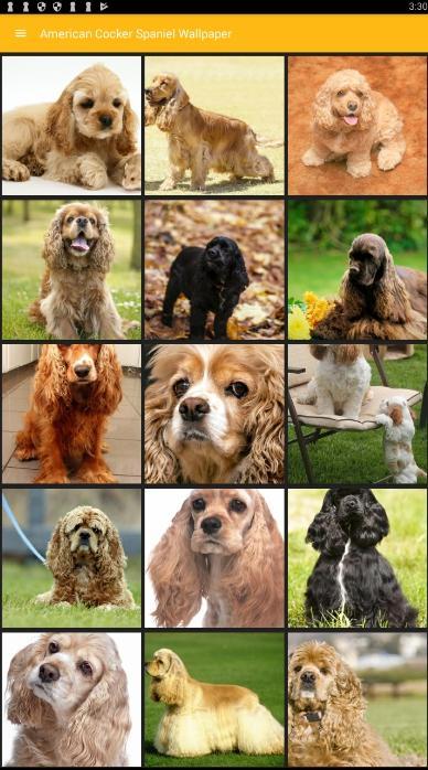 Detail Cocker Spaniel Inggris Nomer 26