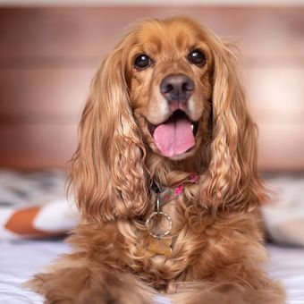 Detail Cocker Spaniel Inggris Nomer 34