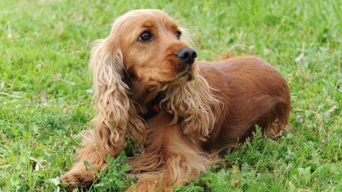 Detail Cocker Spaniel Inggris Nomer 36