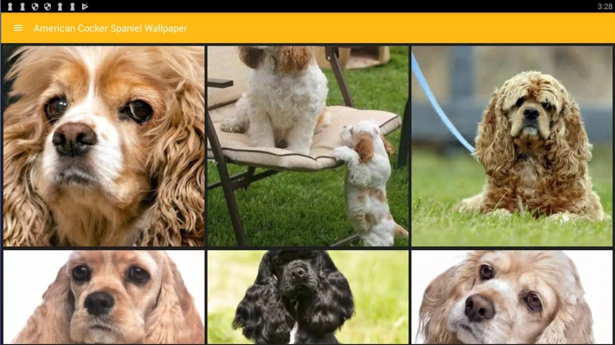 Detail Cocker Spaniel Inggris Nomer 37