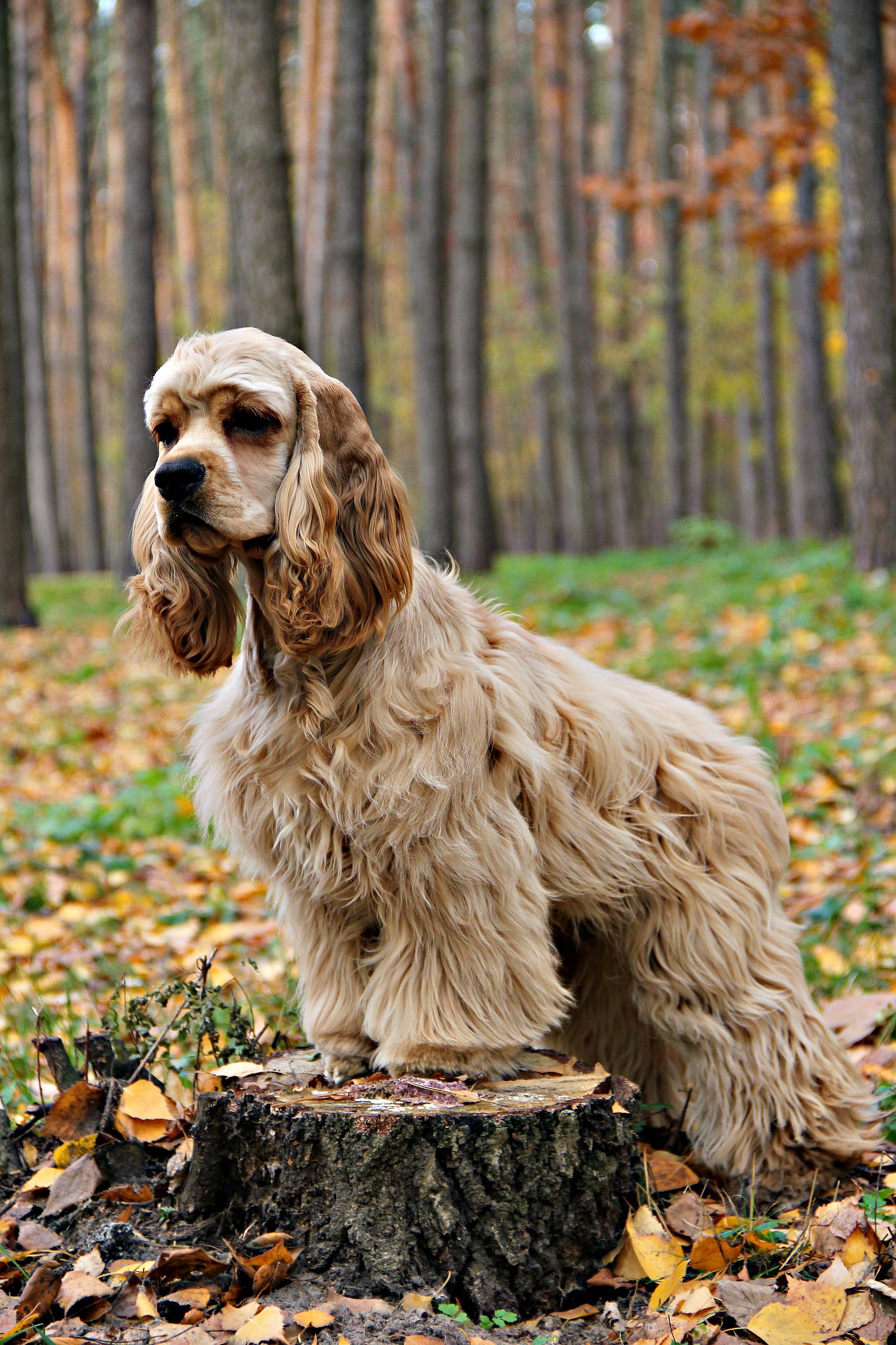 Detail Cocker Spaniel Inggris Nomer 39