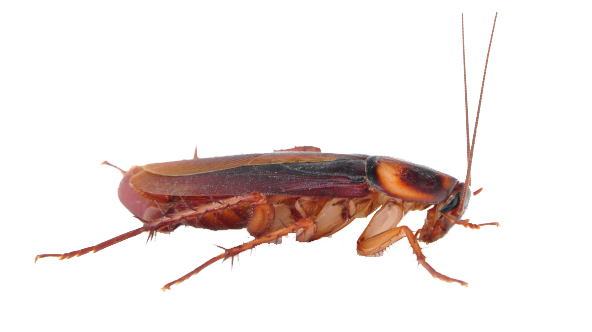 Cockroach Png - KibrisPDR