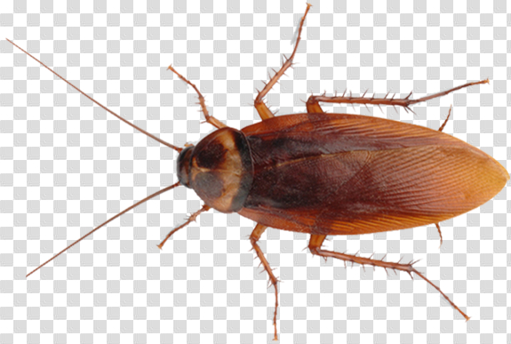 Detail Cockroach Png Nomer 9