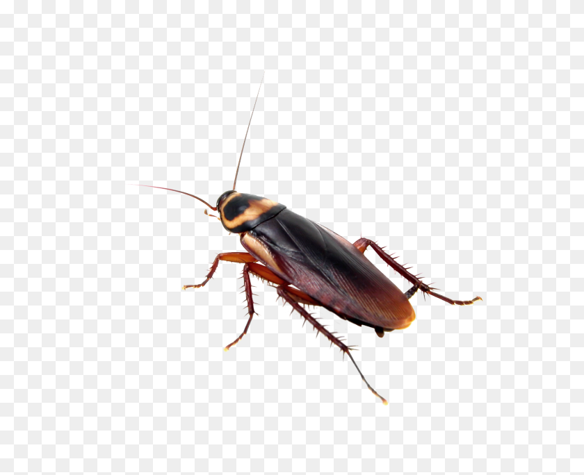 Detail Cockroach Png Nomer 11