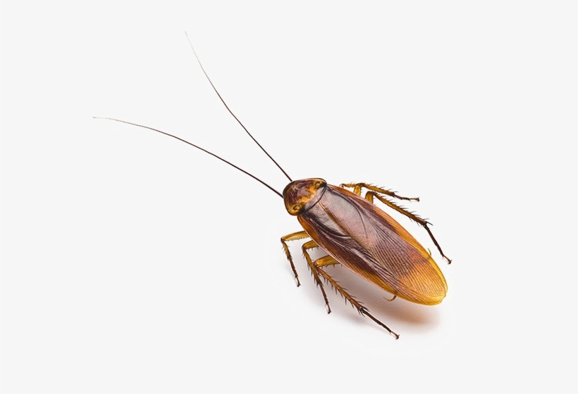 Detail Cockroach Png Nomer 12