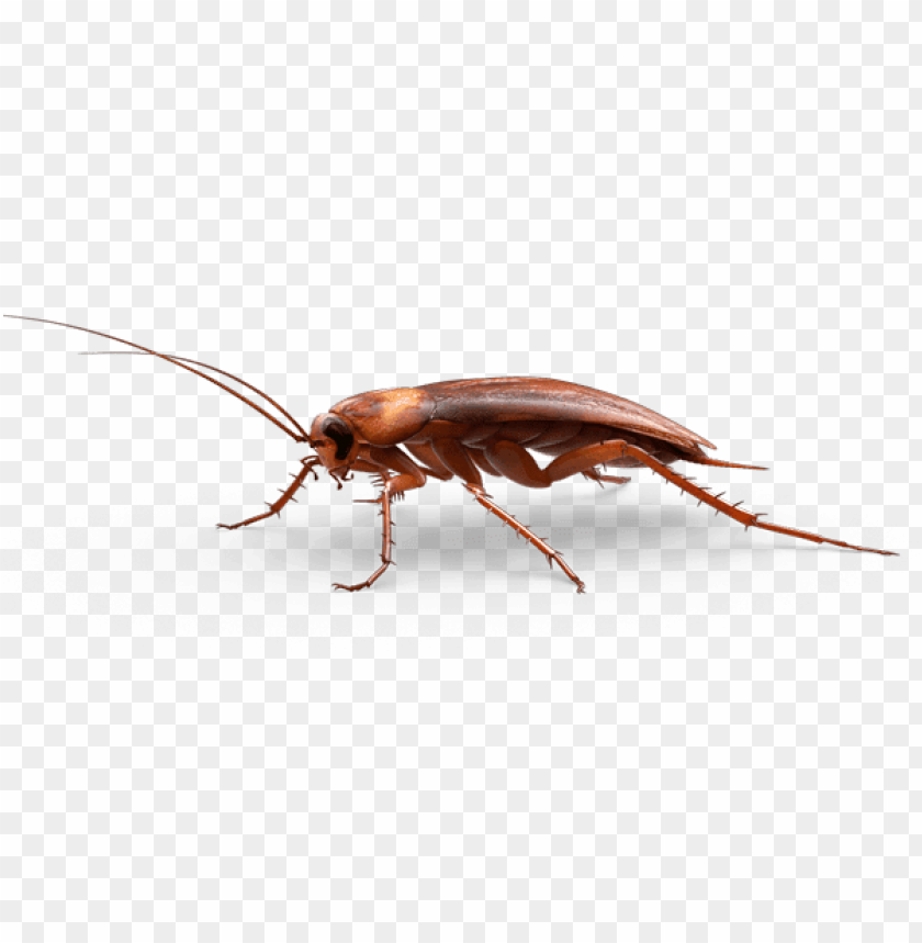 Detail Cockroach Png Nomer 13