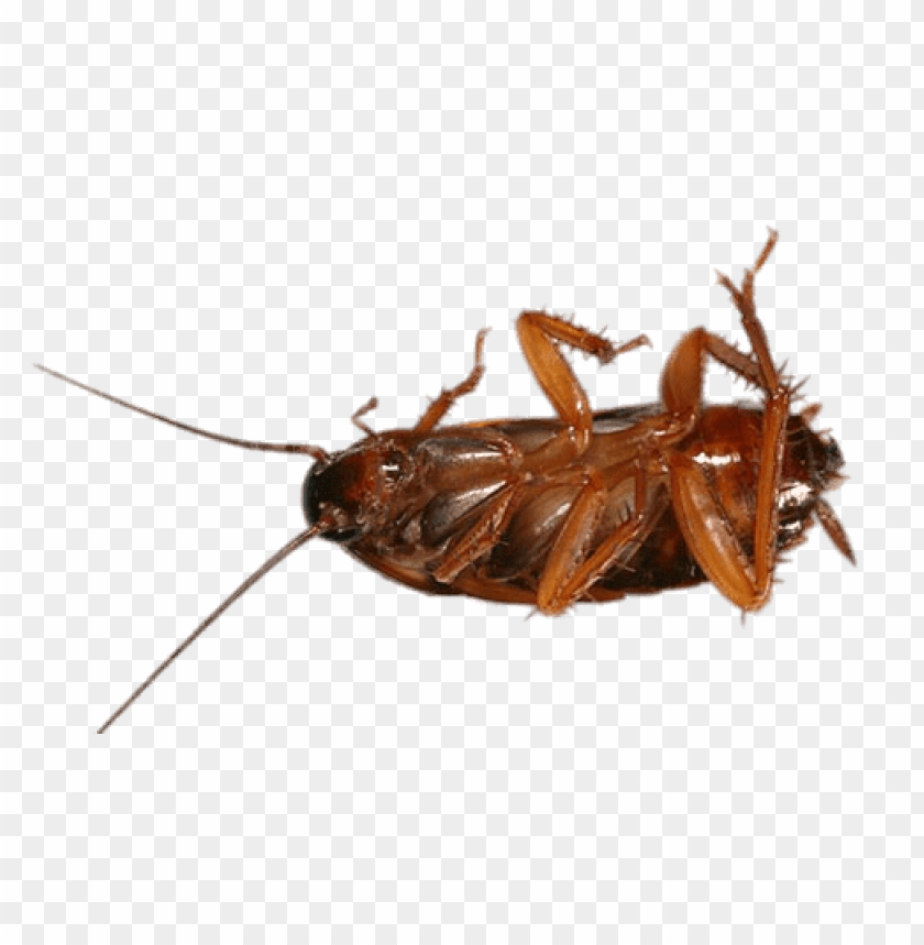 Detail Cockroach Png Nomer 15