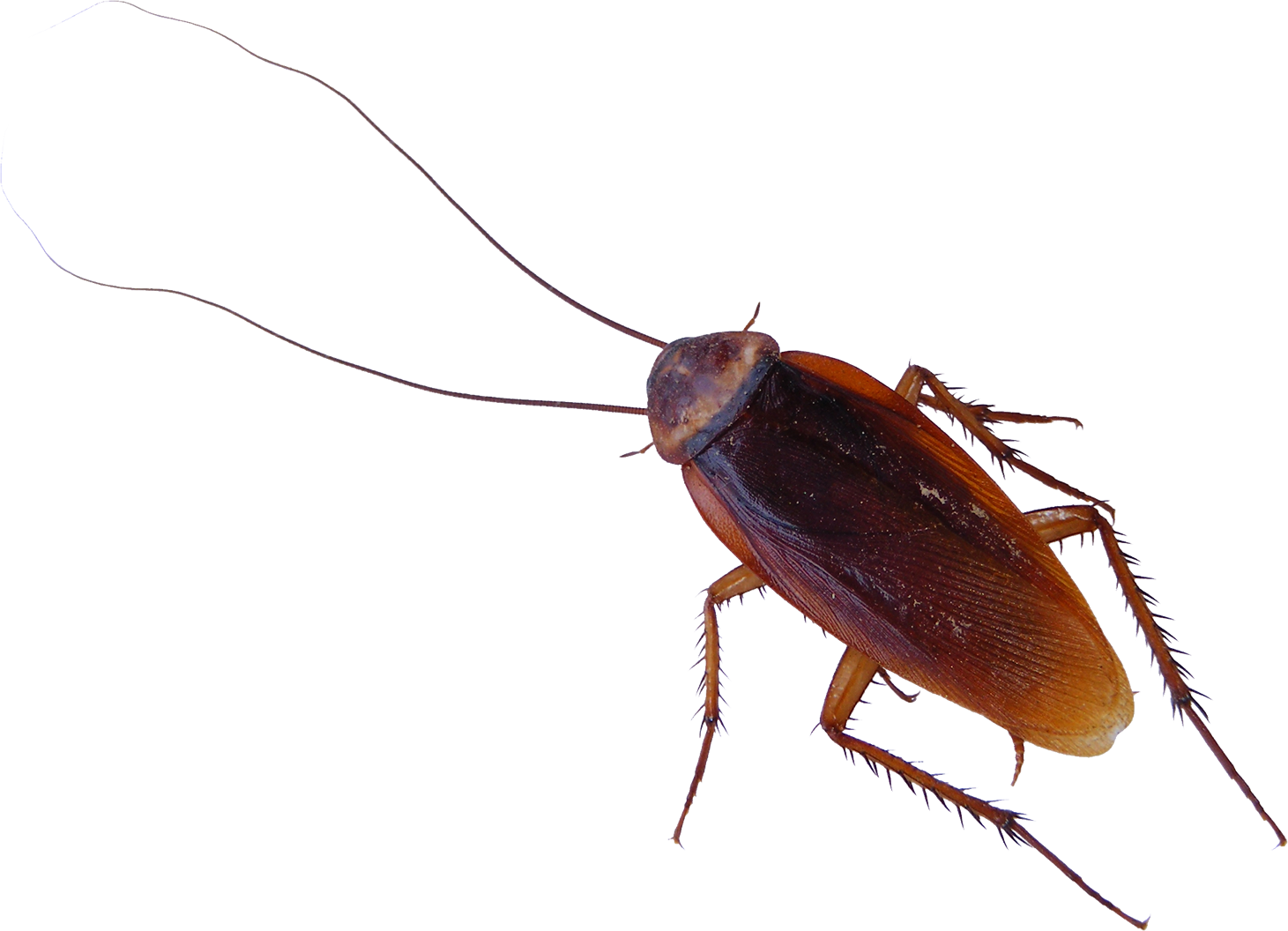 Detail Cockroach Png Nomer 2