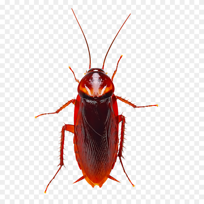 Detail Cockroach Png Nomer 17