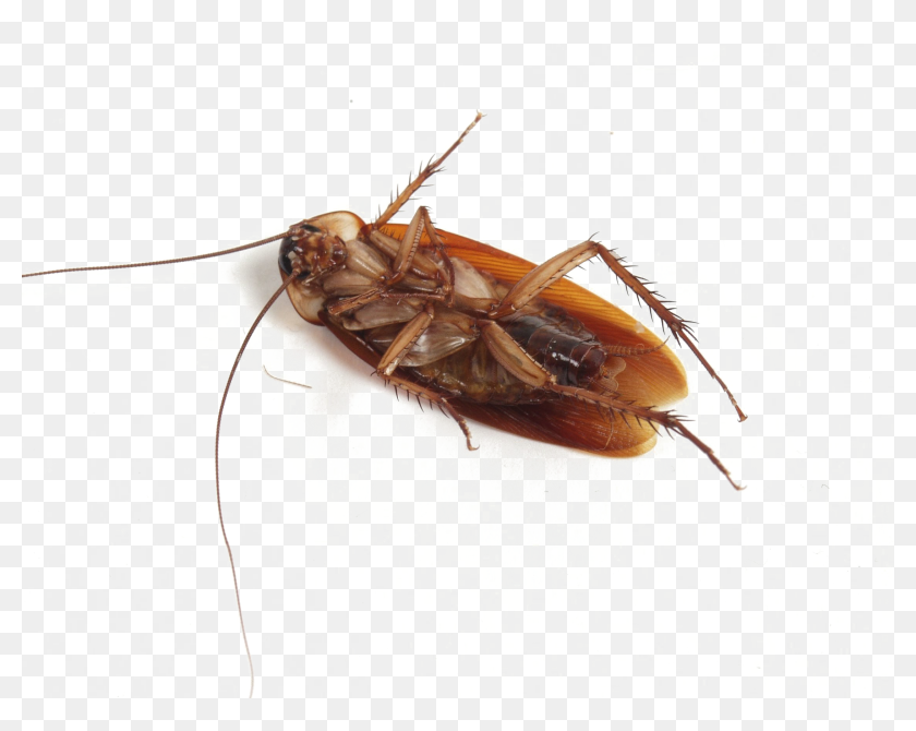 Detail Cockroach Png Nomer 19