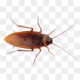 Detail Cockroach Png Nomer 3