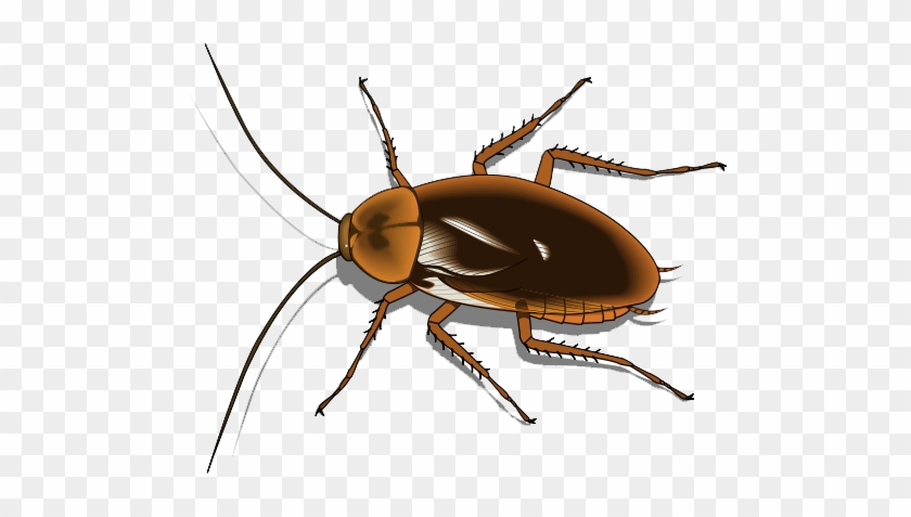 Detail Cockroach Png Nomer 24