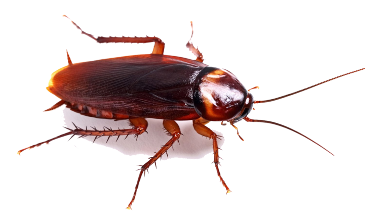 Detail Cockroach Png Nomer 4