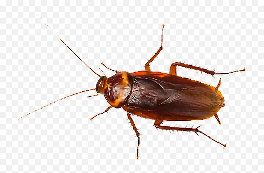 Detail Cockroach Png Nomer 27