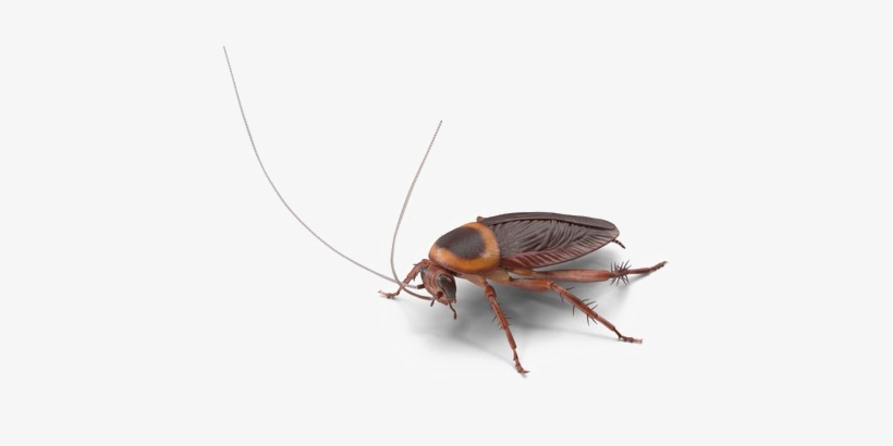 Detail Cockroach Png Nomer 28