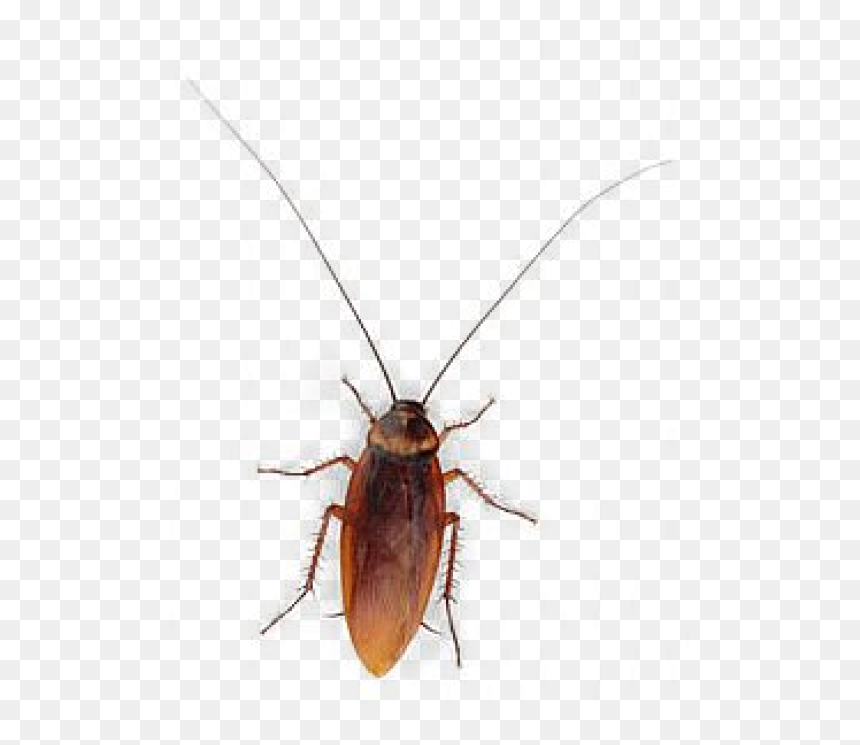 Detail Cockroach Png Nomer 29