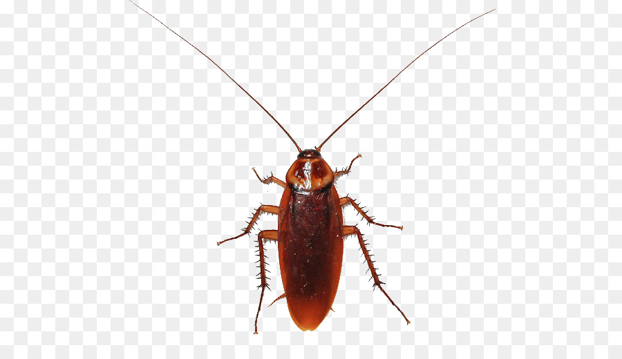 Detail Cockroach Png Nomer 33