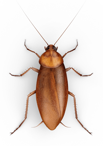 Detail Cockroach Png Nomer 36