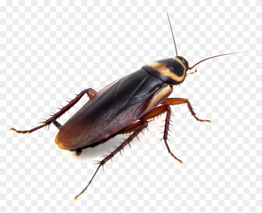 Detail Cockroach Png Nomer 5