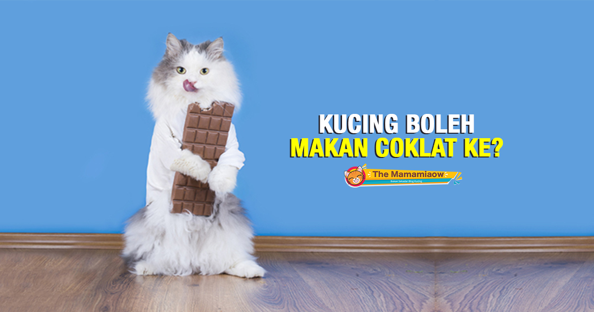 Detail Coklat Untuk Kucing Nomer 16