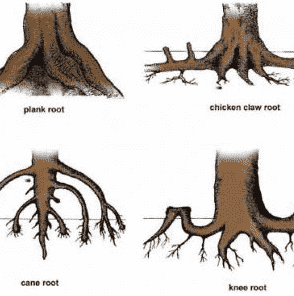 Detail Contoh Akar Napas Nomer 24