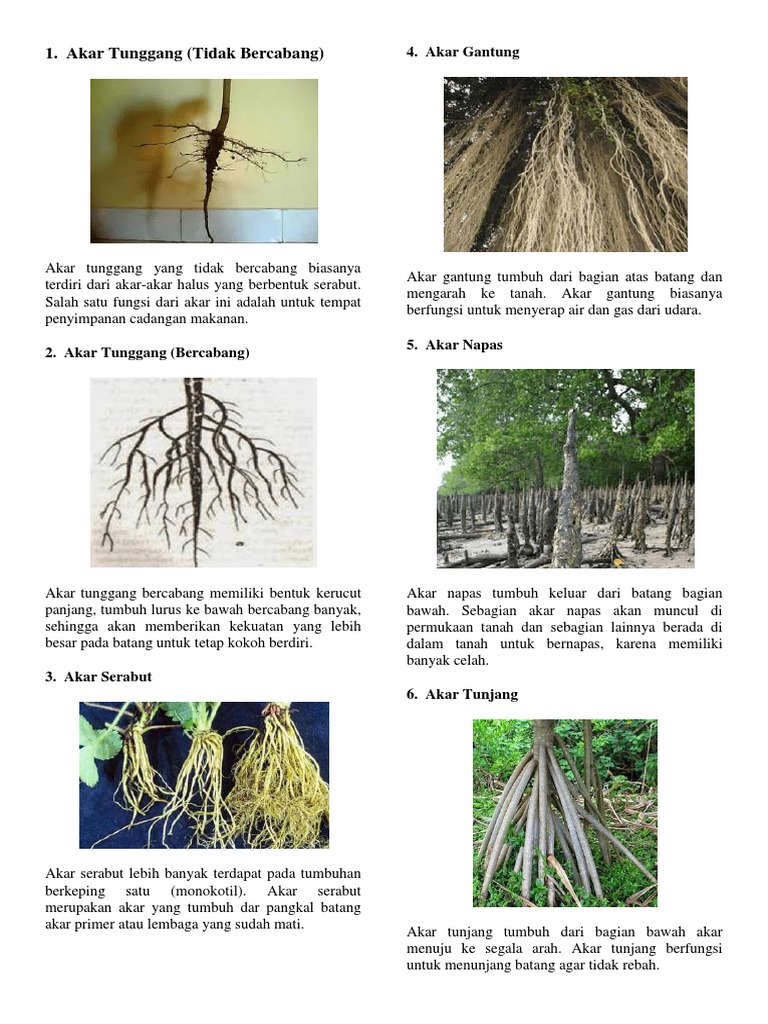 Detail Contoh Akar Napas Nomer 33