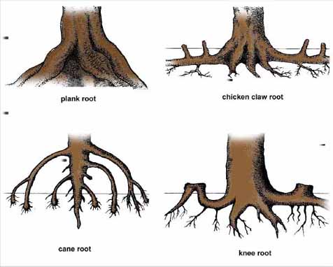 Detail Contoh Akar Napas Nomer 48