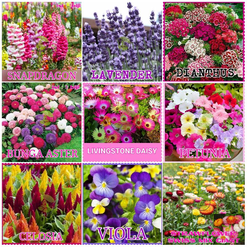 Detail Contoh Bedding Plants Atau Tanaman Taman Adalah Nomer 35