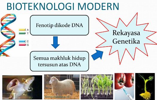 Detail Contoh Dari Bioteknologi Konvensional Adalah Nomer 33